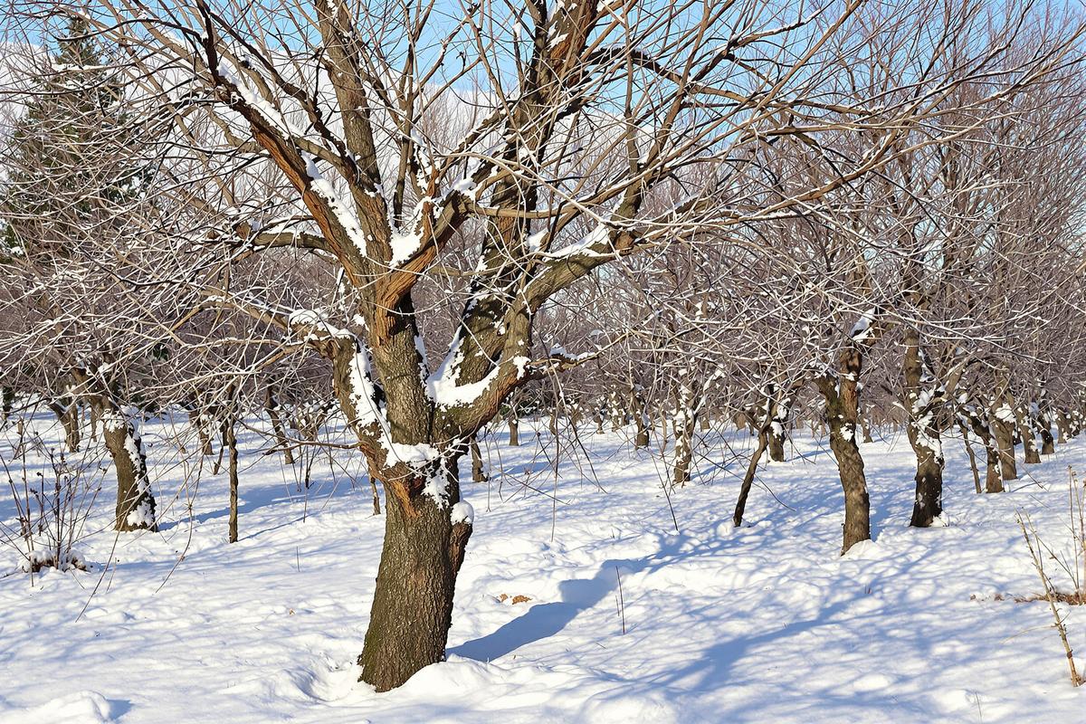 Faut-il fertiliser ses arbres fruitiers en hiver pour avoir beaucoup de fruits en fin de printemps et en été ?.jpg