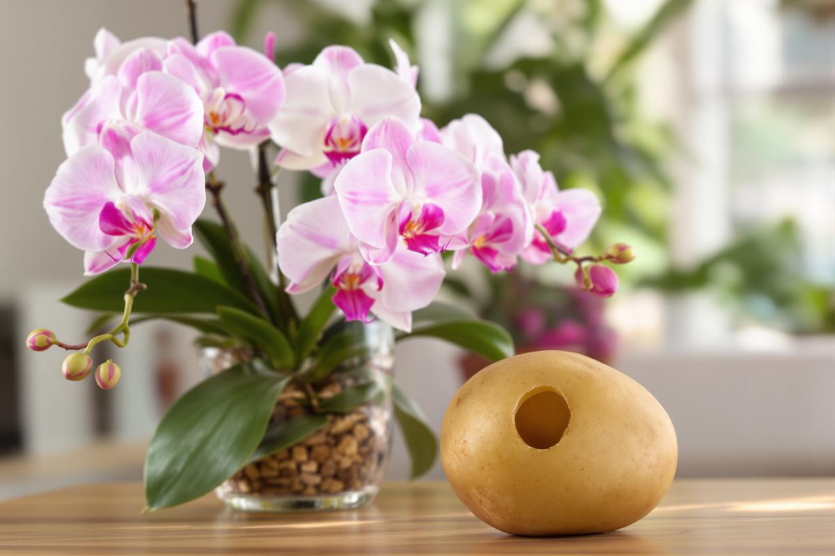 Orchidée : faites-la refleurir instantanément avec une pomme de terre.jpg